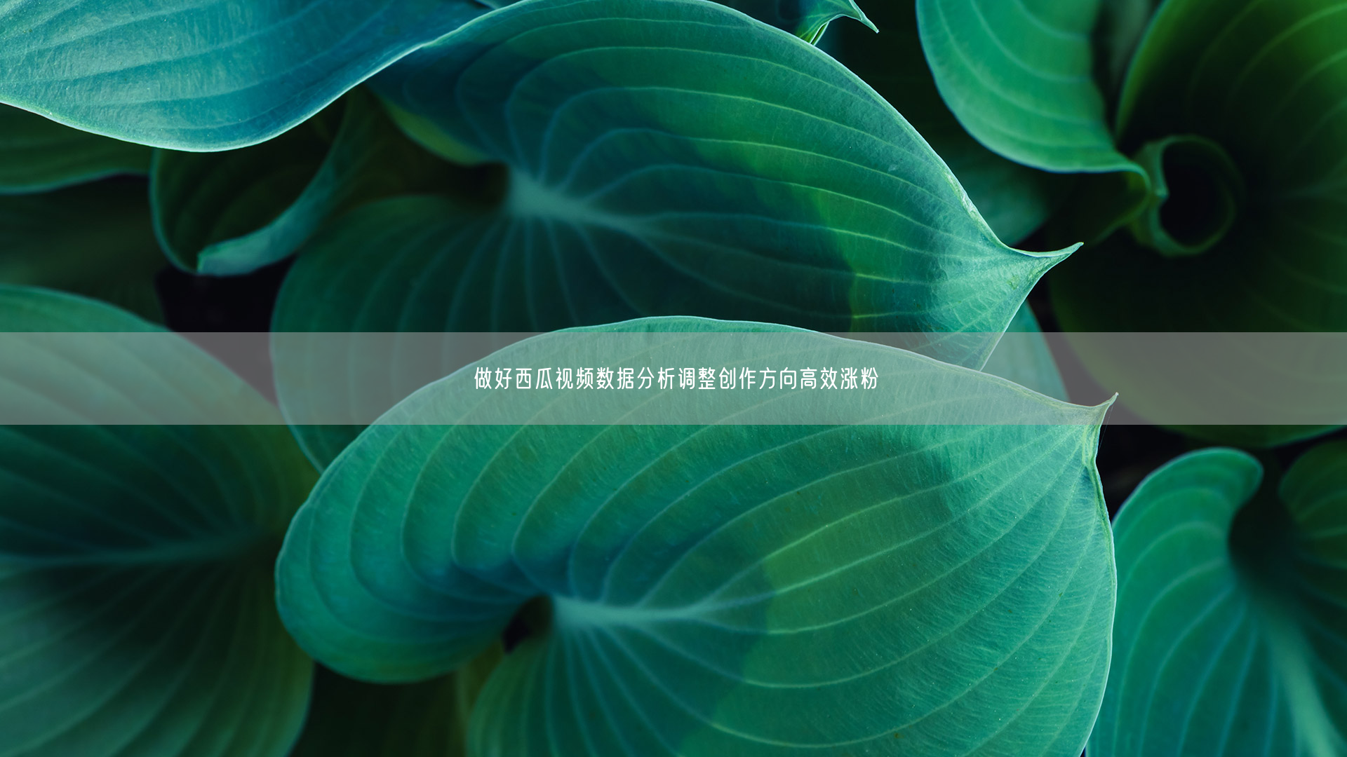 做好西瓜视频数据分析调整创作方向高效涨粉