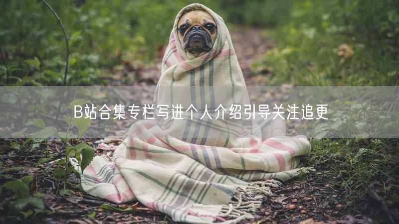 B站合集专栏写进个人介绍引导关注追更