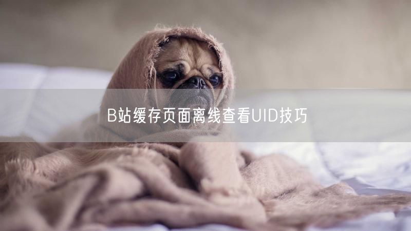 B站缓存页面离线查看UID技巧