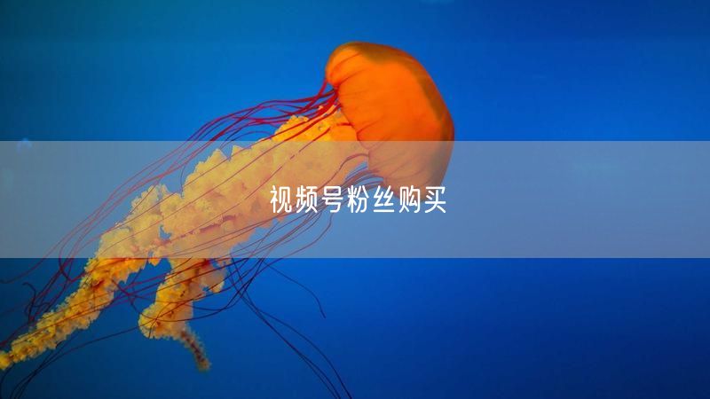 视频号粉丝购买