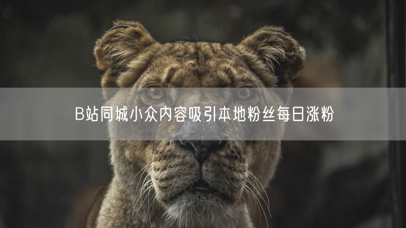 B站同城小众内容吸引本地粉丝每日涨粉